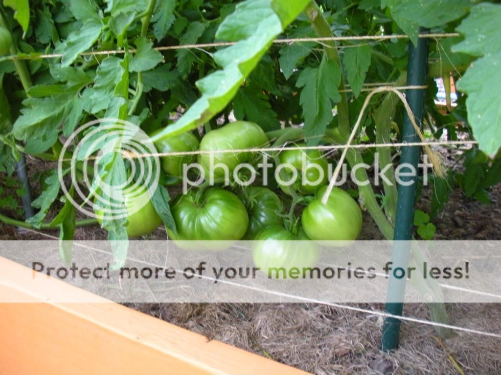  photo Garden8-6-13032.jpg